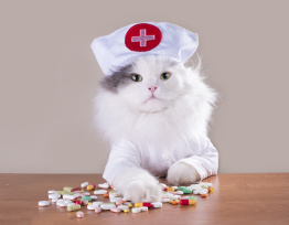 Kot z lekami