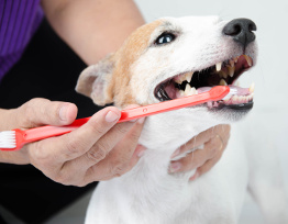 Czyszczenie zębów psu