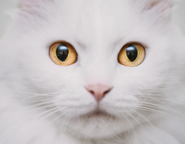Kot, oczy
